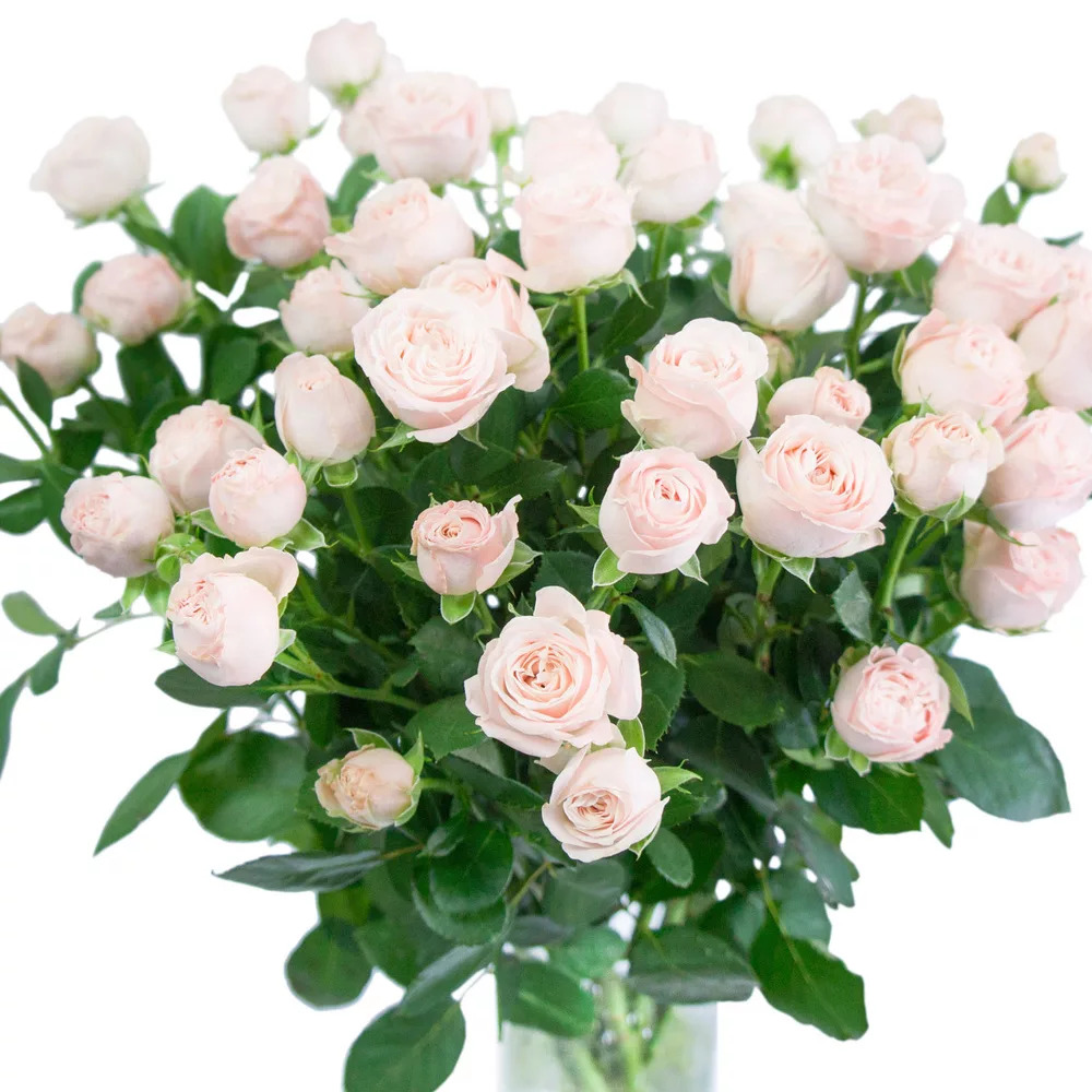 Кустовая роза нежно-розовая