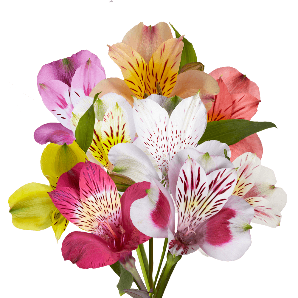 Цветы для букетов альстромерия фото