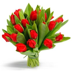 21_red_tulp