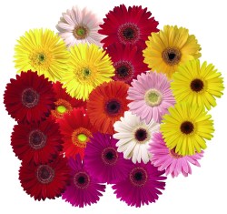 Gerbera-2