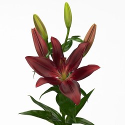 liliumazforzared