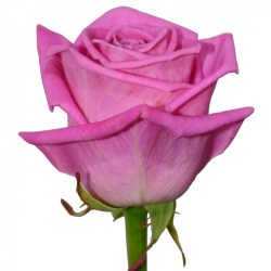 roza-akva
