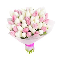 tulip_white_pink1